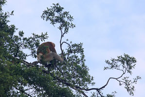 Proboscis Monkey